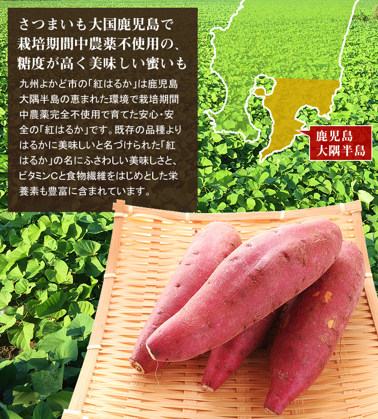 人気の甘いさつまいも「紅はるか」
