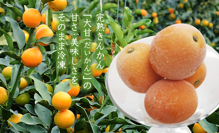 冷凍きんかん「大甘(だいかん)」