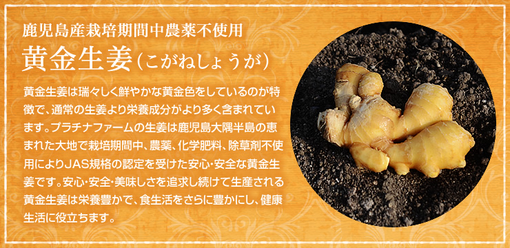 生姜(生)