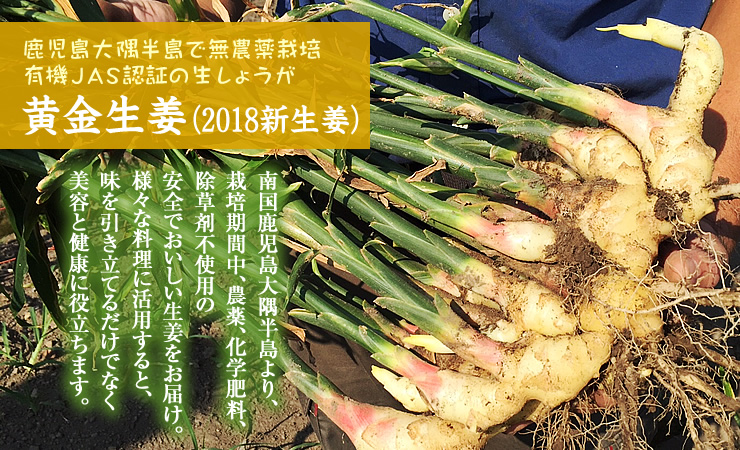 生姜(生)