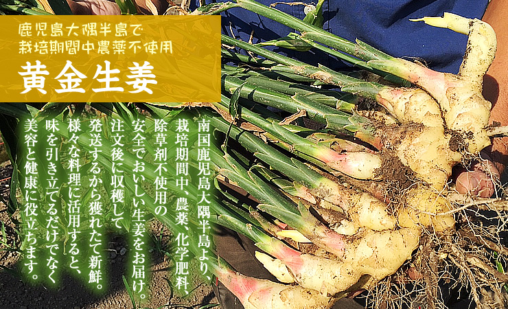 生姜(生)