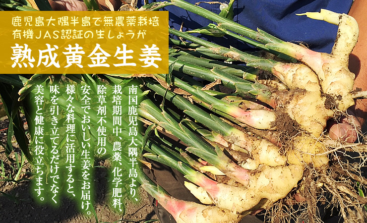 生姜(生)