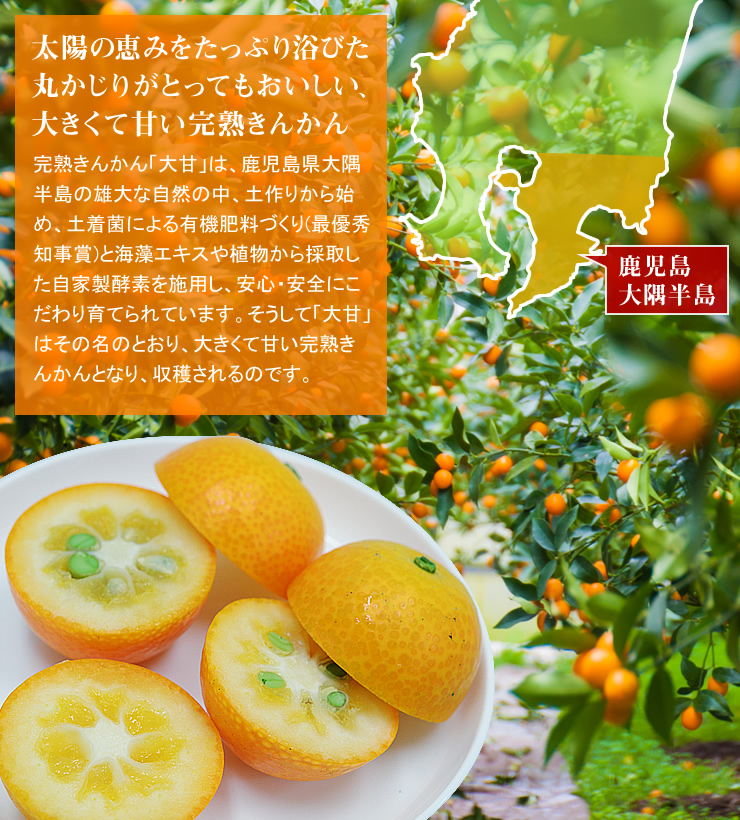 完熟きんかん