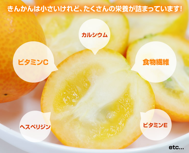 きんかんは小さいけれど、たくさんの栄養が詰まっています!