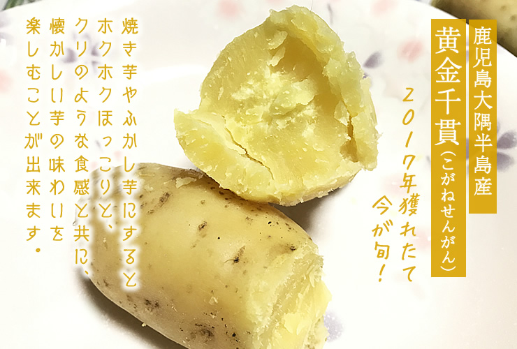 ホクホクしたさつまいも「黄金千貫(こがねせんがん)」