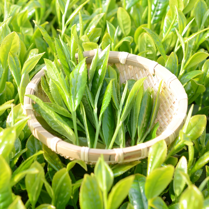 九州よかど市のお茶・水