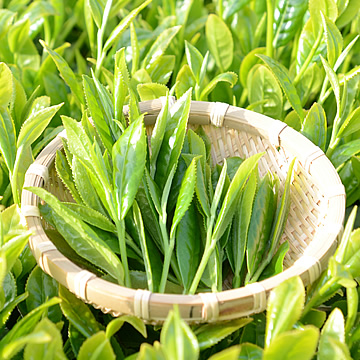 輝北ティーガーデンのお茶