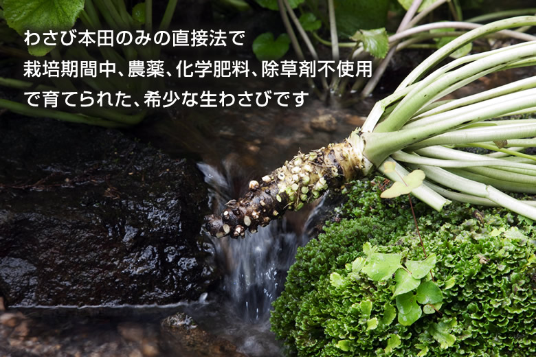 源流生わさび