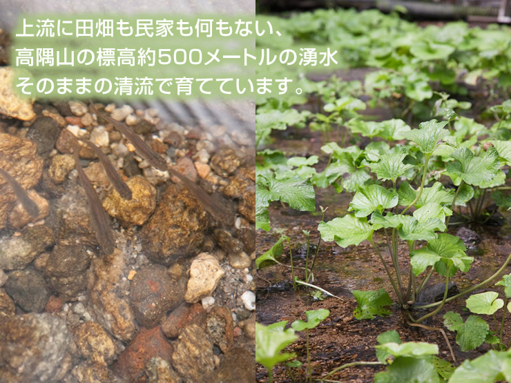 源流生わさび