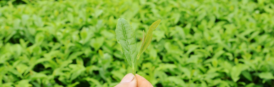 鶴田製茶のおいしいお茶