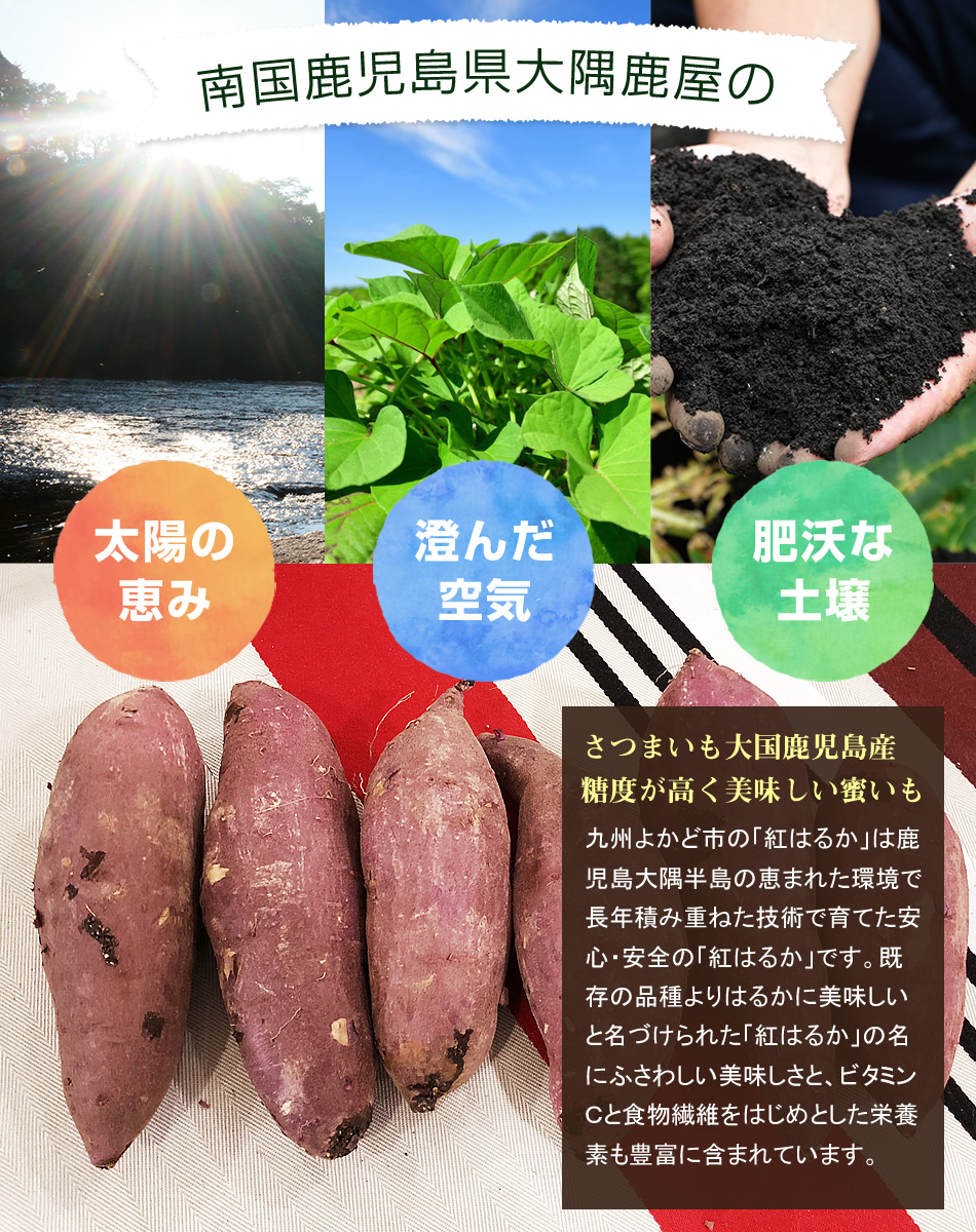 鹿児島産甘いさつまいも「紅はるか」