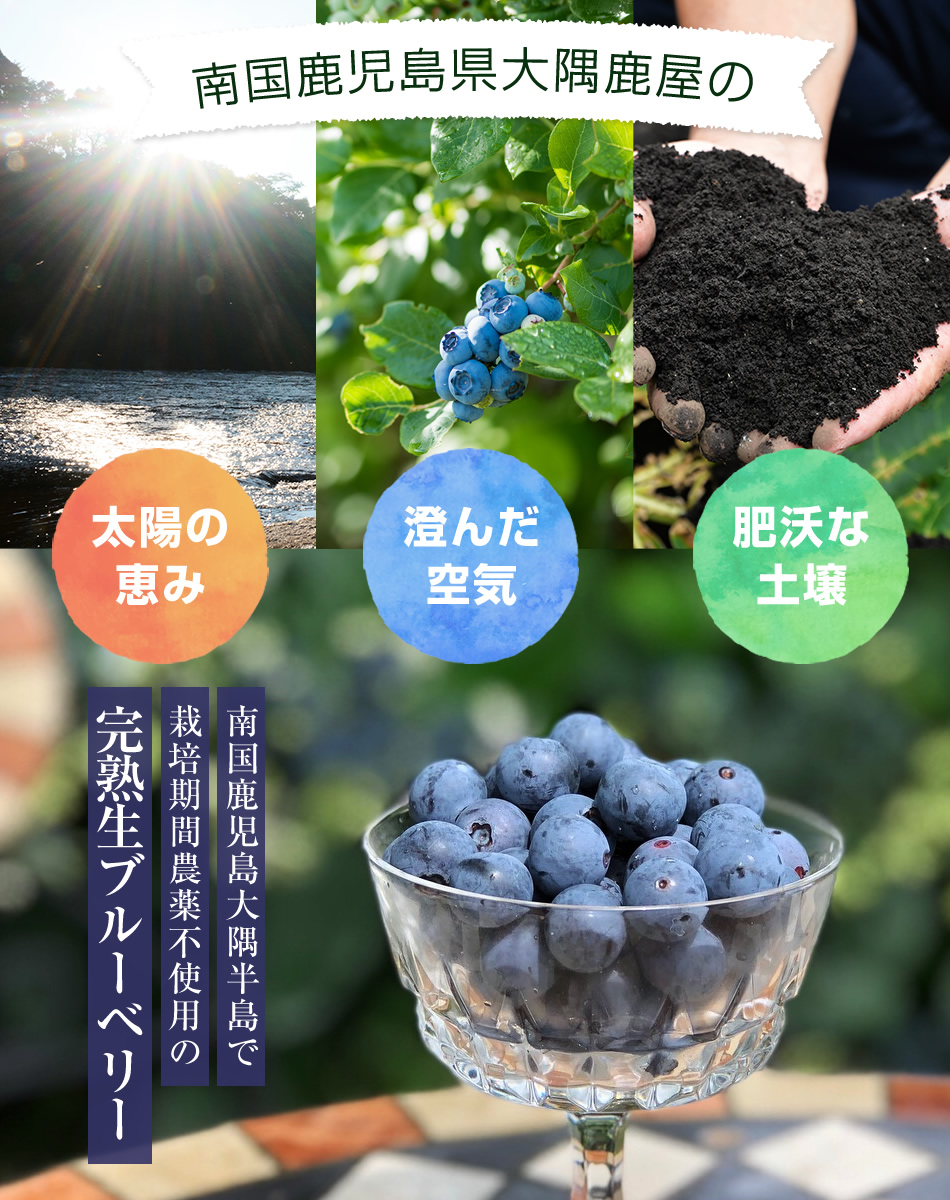 鹿児島大隅半島産安全でおいしい完熟生ブルーベリー