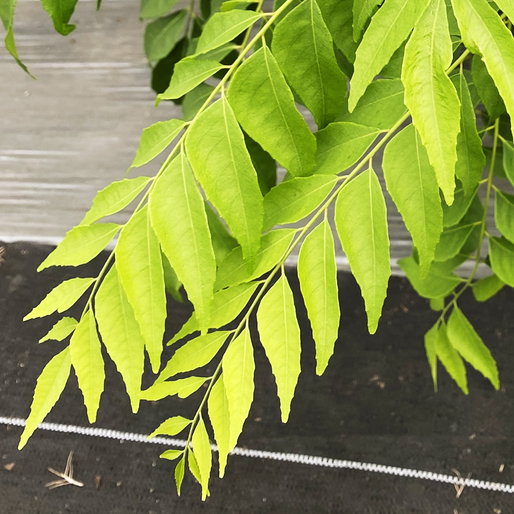 鹿児島県産カレーリーフ 生葉