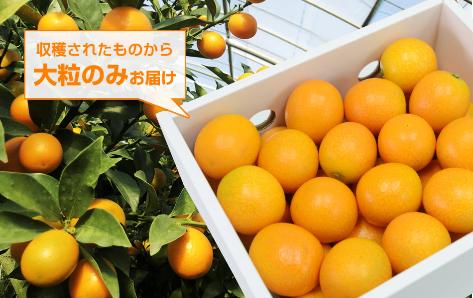 完熟フルーツきんかん「大甘(だいかん)」