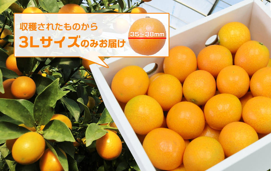 完熟フルーツきんかん「大甘(だいかん)」