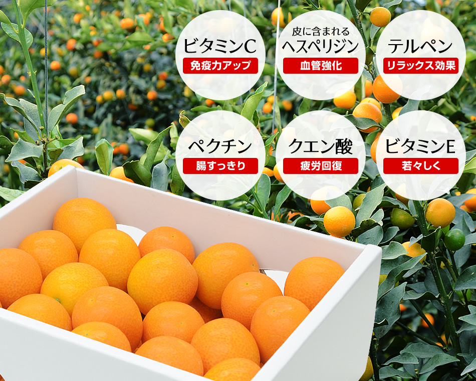 完熟フルーツきんかん「大甘(だいかん)」
