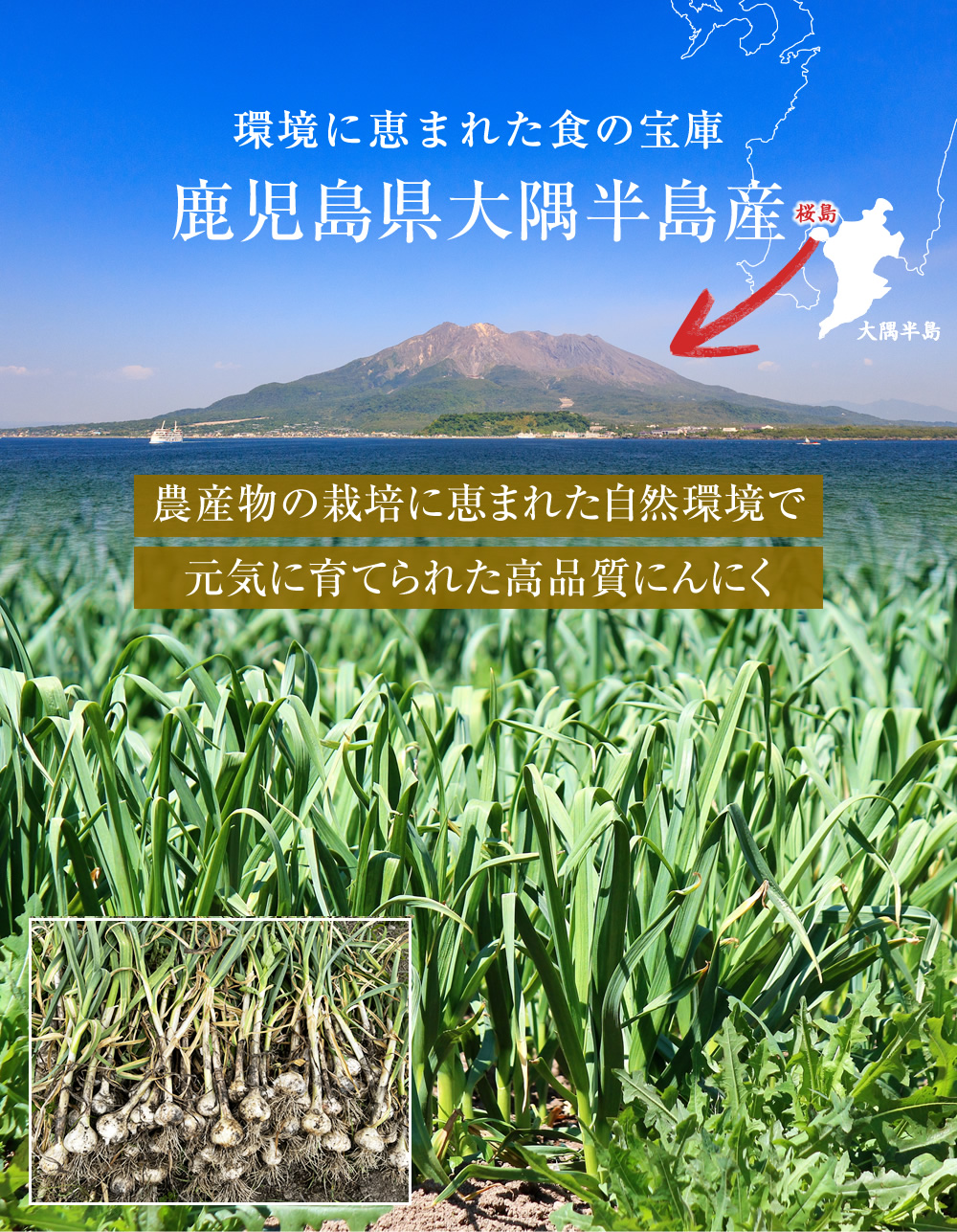 鹿児島県産にんにく