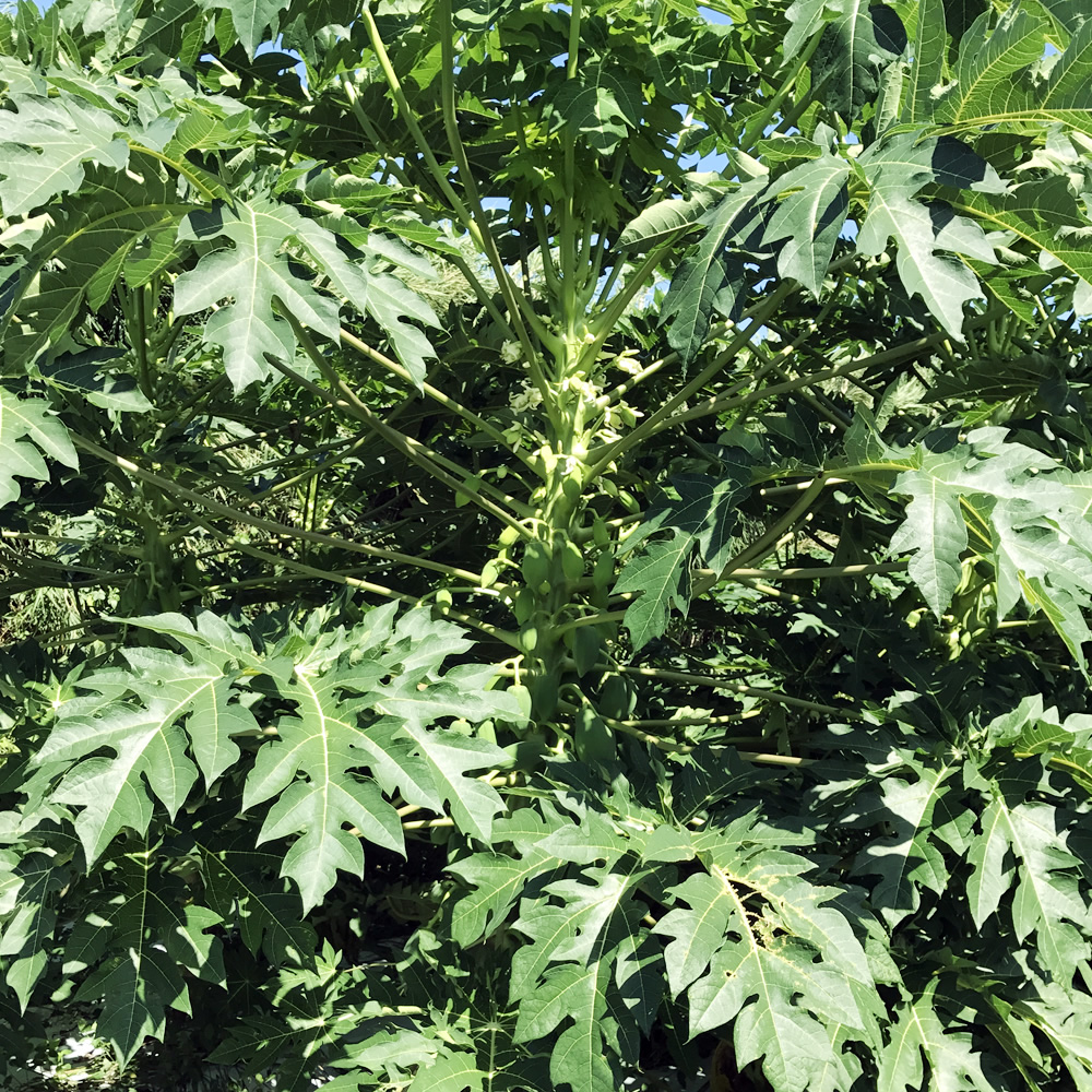 かのや青パパイヤ 葉っぱ茶 九州よかど市の青パパイヤ葉茶