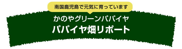 かのやグリーンパパイヤ（青パパイヤ）