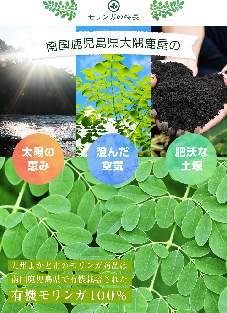 九州よかど市の有機モリンガ商品