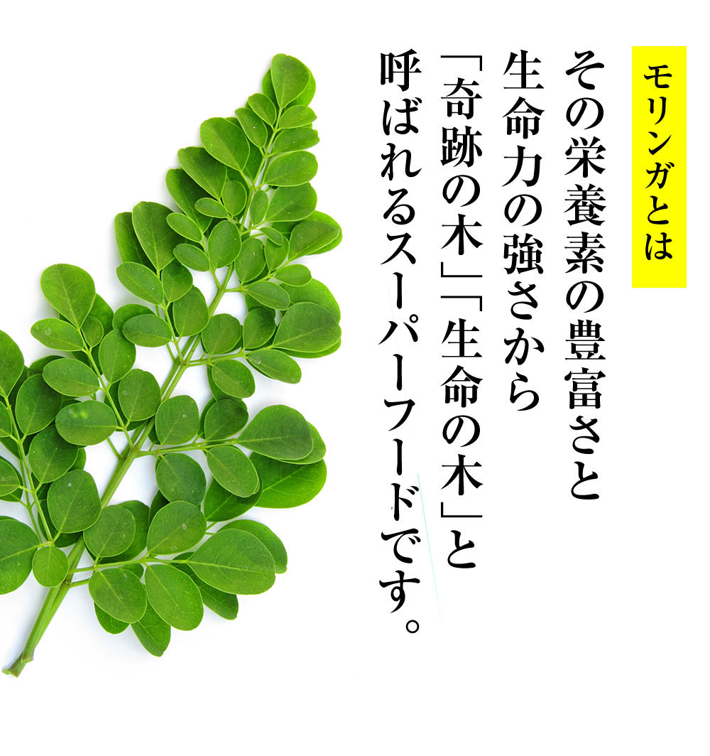 モリンガ茶「万善茶（まんぜんちゃ）」