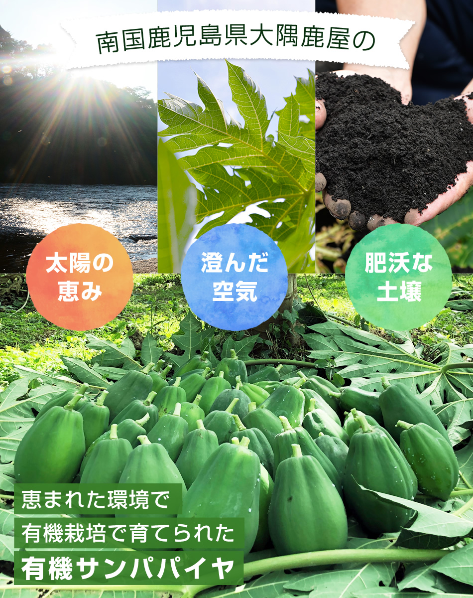 有機・王子那珂パパイヤ