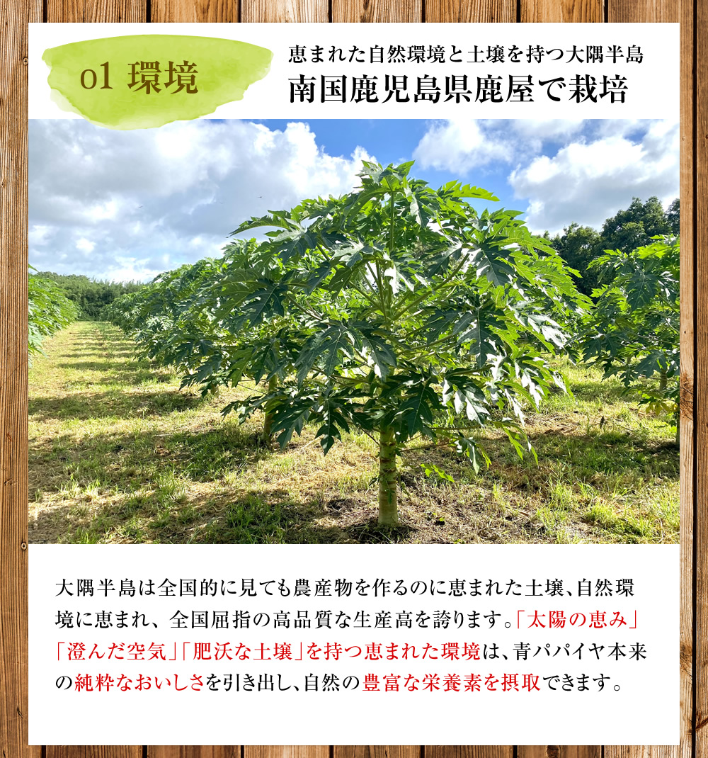 かのや青パパイヤ 葉っぱ茶 九州よかど市の青パパイヤ葉茶