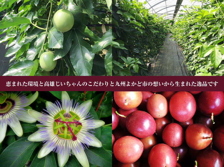 パッションフルーツ 濃縮果汁希釈用