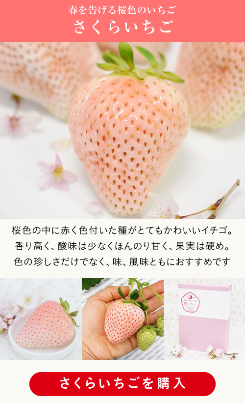 奇跡の白いちご「さくらいちご」