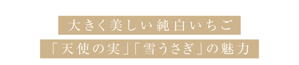 大きく美しい純白いちご「天使の実」「雪うさぎ」の魅力」