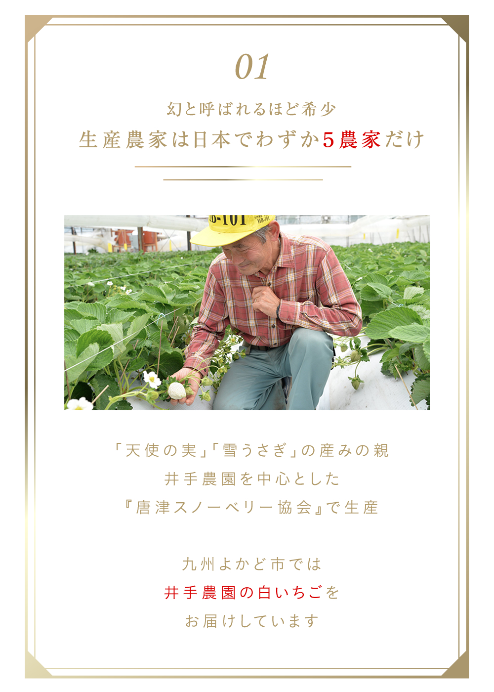 白いちご「天使の実」「雪うさぎ」の生産農家は日本でわずか５農家だけ