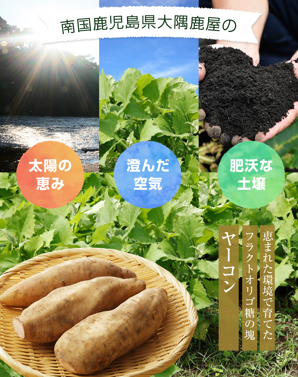 恵まれた環境で育てられたヤーコン